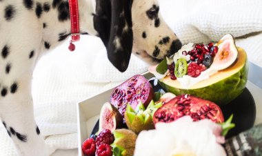 Alimentação de cachorro: quais frutas posso dar para meu pet?