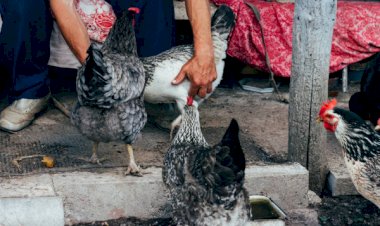 China confirma o primeiro caso em humano de infecção da gripe aviária